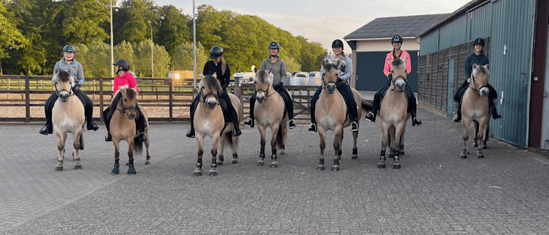 pension paarden op een rij