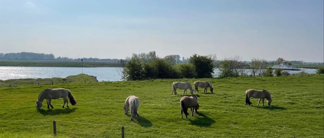wei paarden