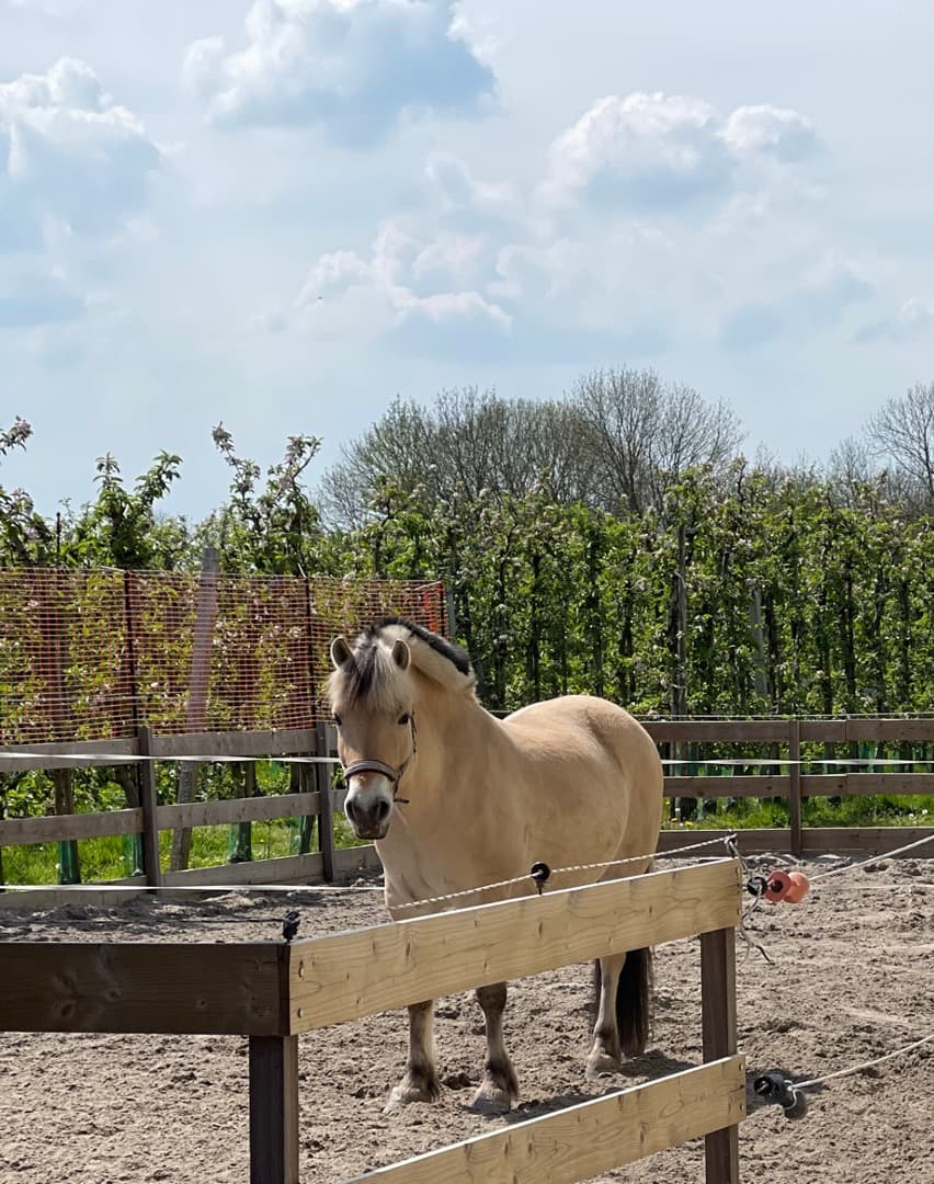 Hidde
